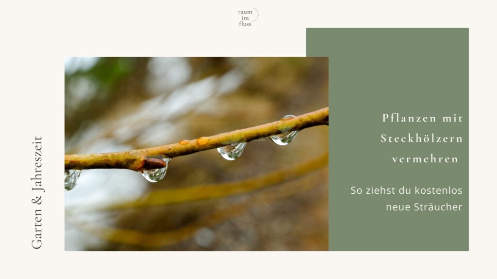 Pflanzen mit Steckhölzern vermehren