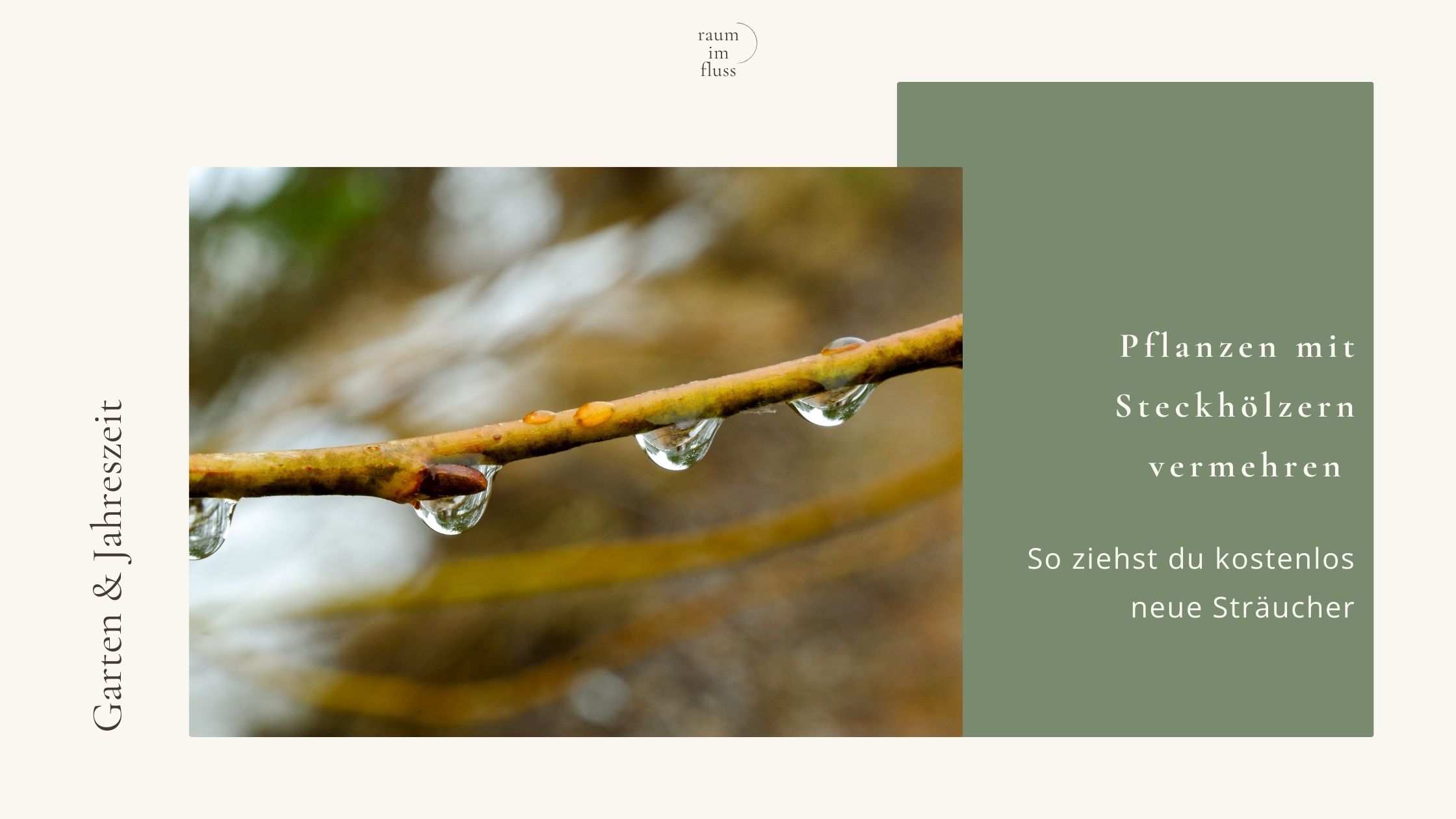 Pflanzen mit Steckhölzern vermehren