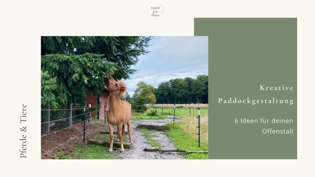 Pferd steht auf Paddocktrail mit Bodenhinternissen und frisst von den Nadelbäumen, deren Zweige über dem Pferdekopf sind