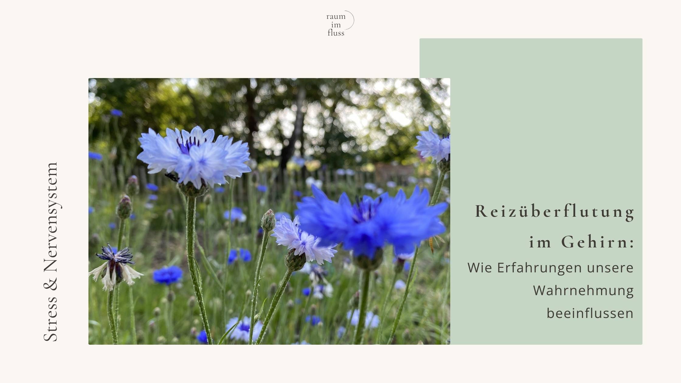 Bild mit blauen Kornblumen und dem Text: Reizüberflutung im Gehirn: Wie Erfahrungen unsere Wahrnehmung beeinflussen